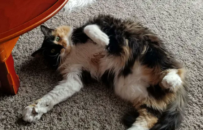 A fluffy cat laying on her back under a table, seemingly caught off-guard.