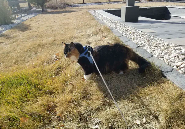 A fluffy cat walking outside in the yard in a harness, noble and pensive.