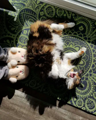 A fluffy cat on her back mid-yawn. She looks threatening.