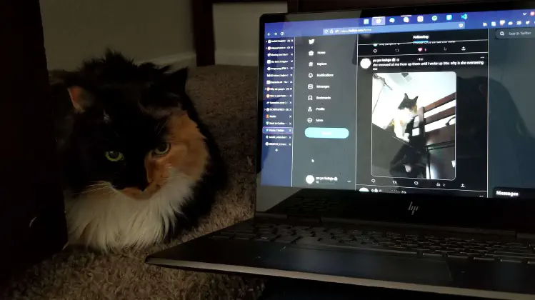A fluffy Tortoiseshell cat sitting by a laptop that was used to tweet about her moments prior. She is crouched under a bed. The tweet is one of her sitting on top of the bed.