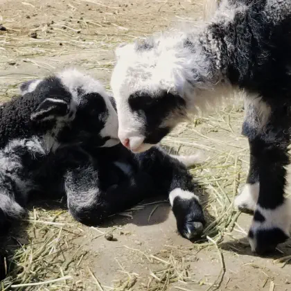 Two baby sheep bowing their heads towards each other. One looks like it's telling the other a secret.